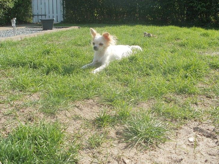 Chihuahua Tequila billede 3