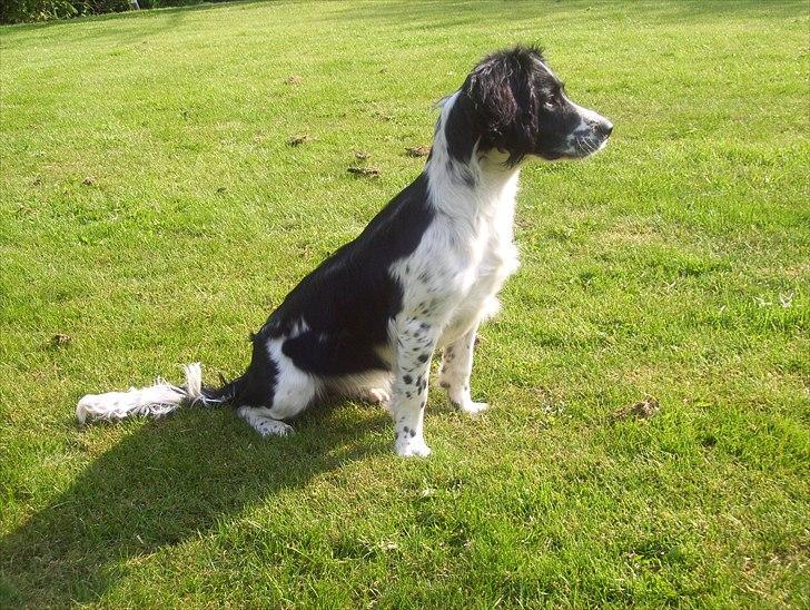 Field Trial spaniel *Freja* billede 3