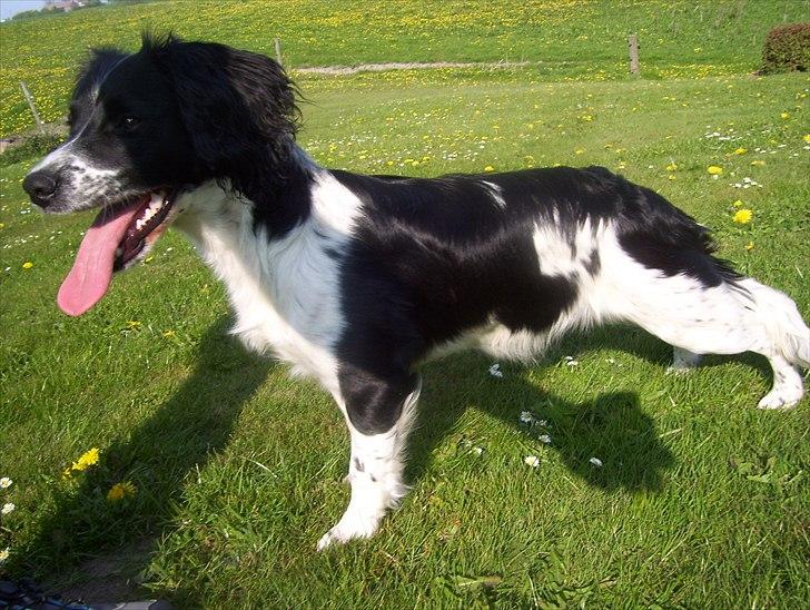 Field Trial spaniel *Freja* billede 4