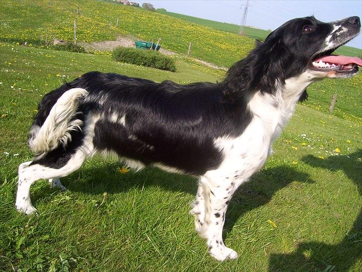 Field Trial spaniel *Freja* billede 1