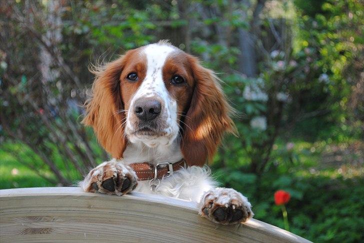 Welsh springer spaniel Gallois's Katy (Mynte) - Hej musling! Du kan tro jeg også har savnet dig.. Kom her og få et kyyyys! billede 1