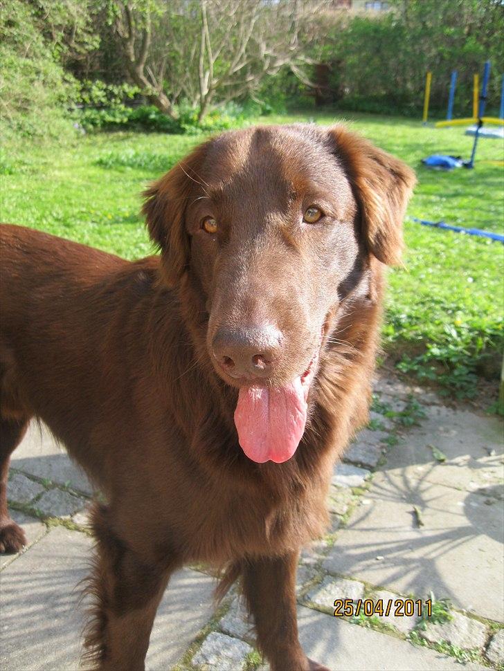 Flat coated retriever Holger (Farmors) billede 10