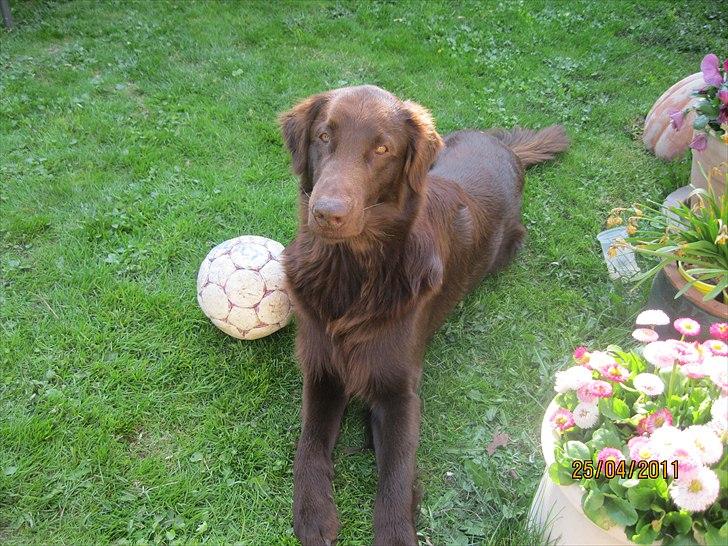 Flat coated retriever Holger (Farmors) billede 11