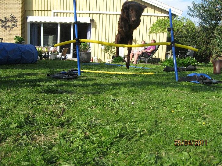 Flat coated retriever Holger (Farmors) billede 12