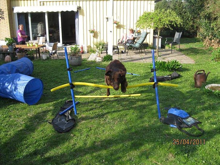 Flat coated retriever Holger (Farmors) billede 14