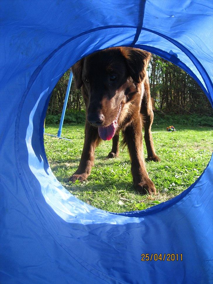 Flat coated retriever Holger (Farmors) - er der nogle? :D billede 15
