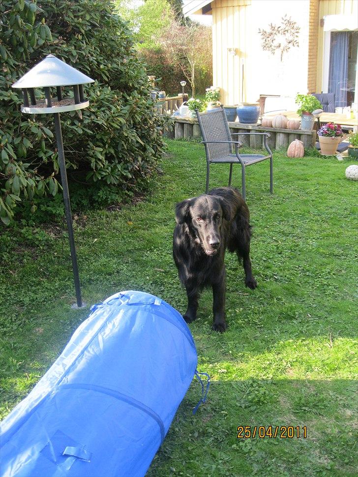 Flat coated retriever Walde (Farmors) billede 10