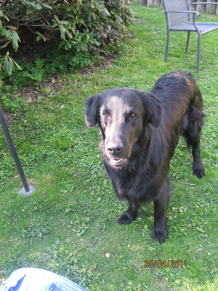 Flat coated retriever Walde (Farmors) billede 11