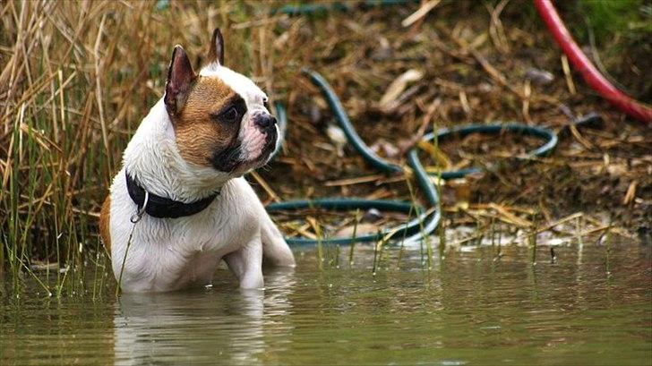 Fransk bulldog Bijous Freja billede 19