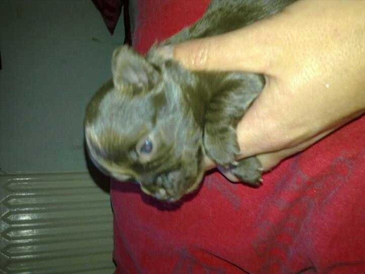 Chihuahua Enzo billede 7