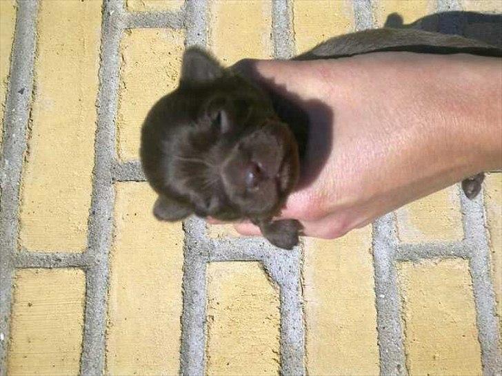 Chihuahua Enzo billede 8