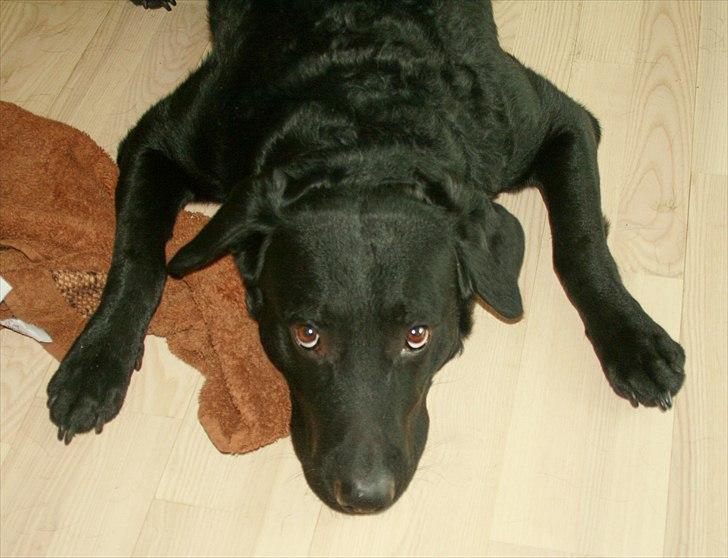 Blanding af racer Nani - Flad hund billede 17