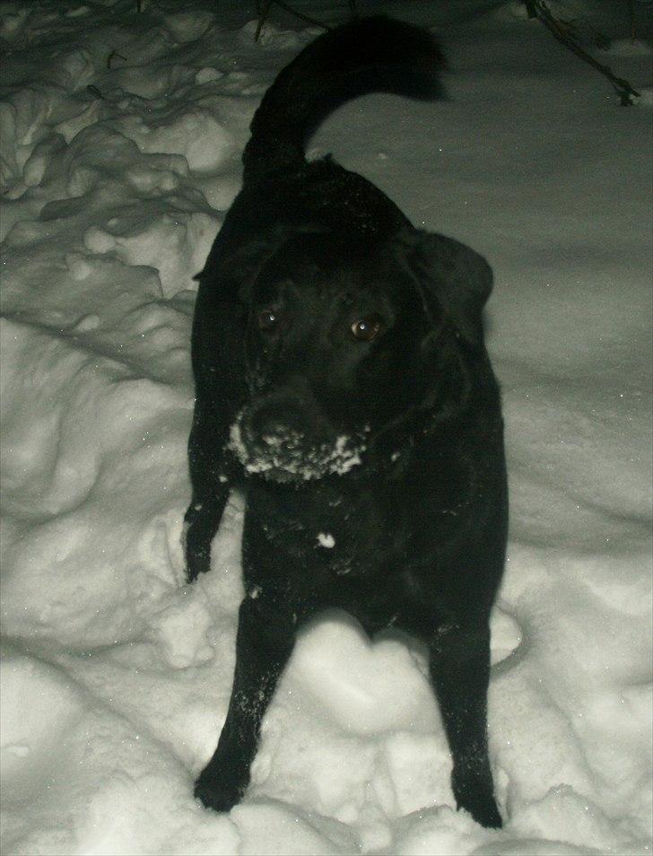 Blanding af racer Nani - Nani elsker sne billede 18