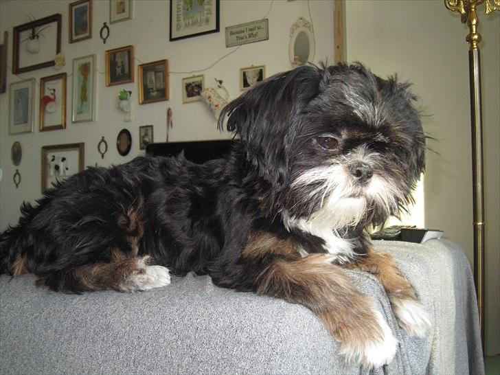 Blanding af racer Luna - Den nuttede billede 16