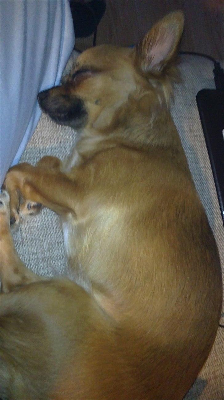 Chihuahua Coco billede 5
