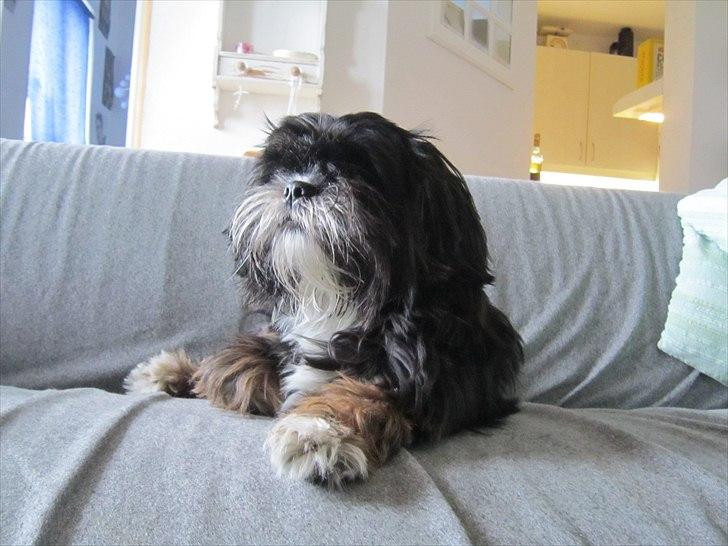 Blanding af racer Luna - Den nuttede billede 11