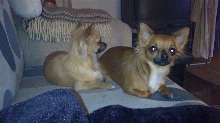 Chihuahua Coco billede 13