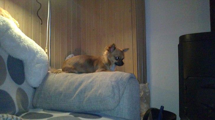 Chihuahua Coco billede 14