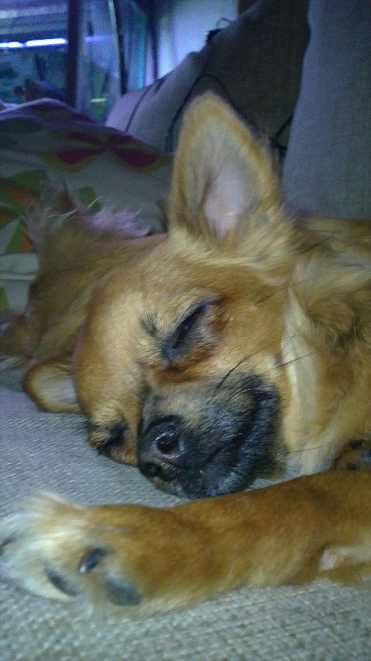 Chihuahua Coco billede 4