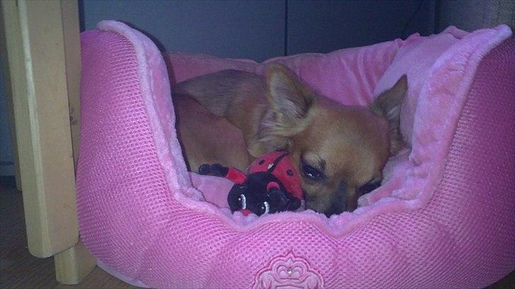 Chihuahua Coco billede 15
