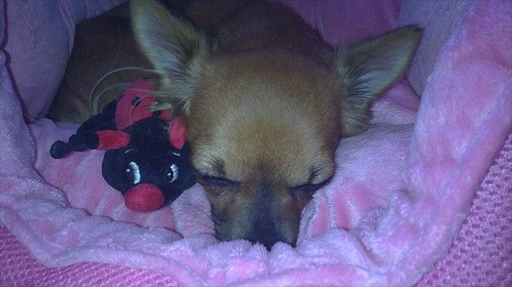 Chihuahua Coco billede 2