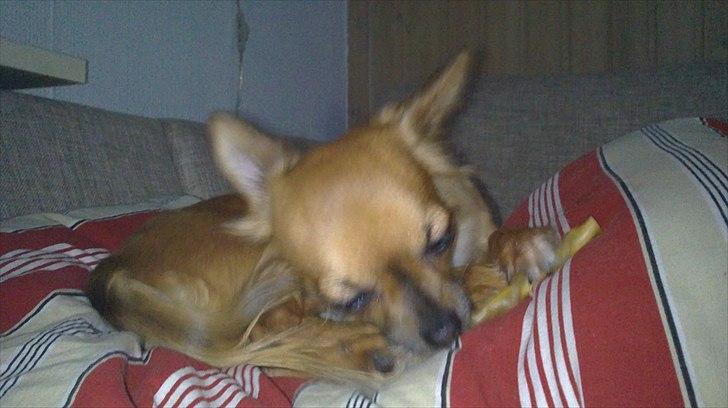 Chihuahua Coco billede 16