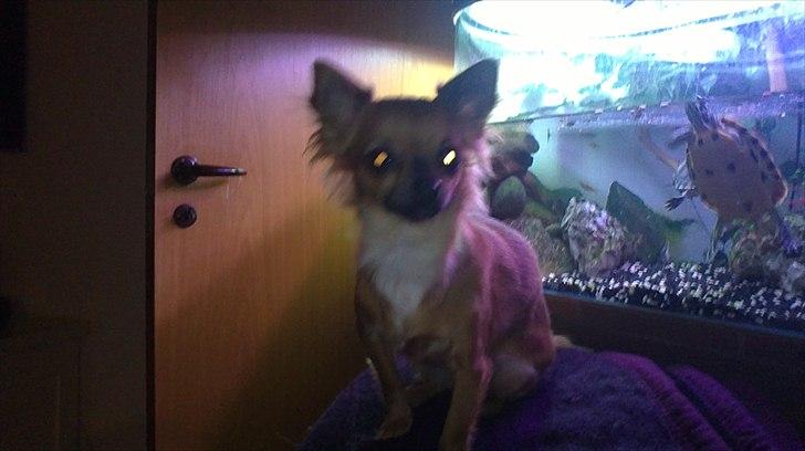 Chihuahua Coco billede 17