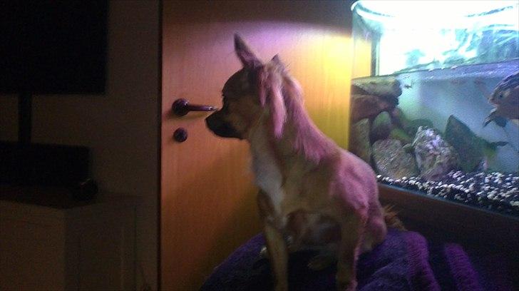 Chihuahua Coco billede 18