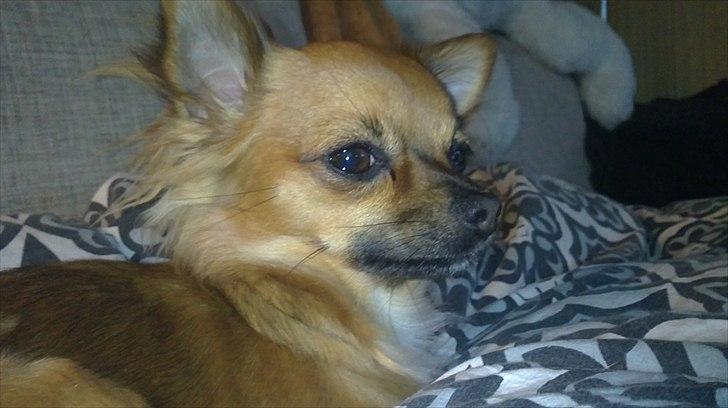 Chihuahua Coco billede 1