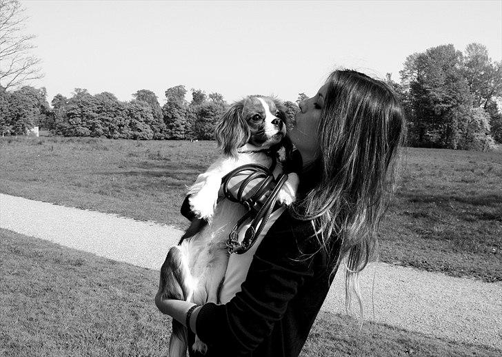 Cavalier king charles spaniel Jagger - Velkommen til min Rockstars profil. billede 1