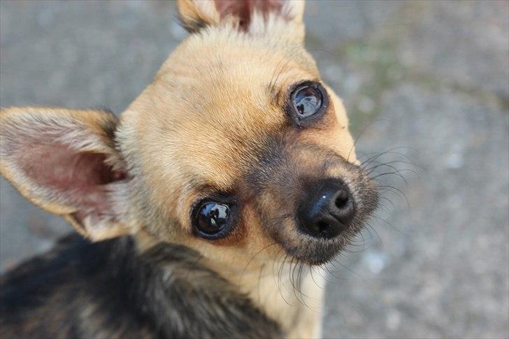 Chihuahua Fie billede 1