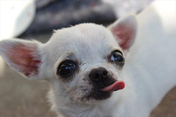 Chihuahua Jolina from paradise billede 5