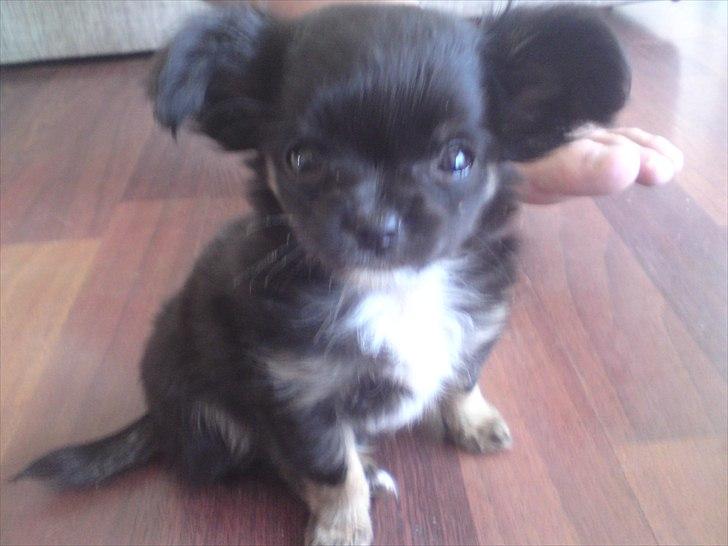 Chihuahua Lilo billede 1