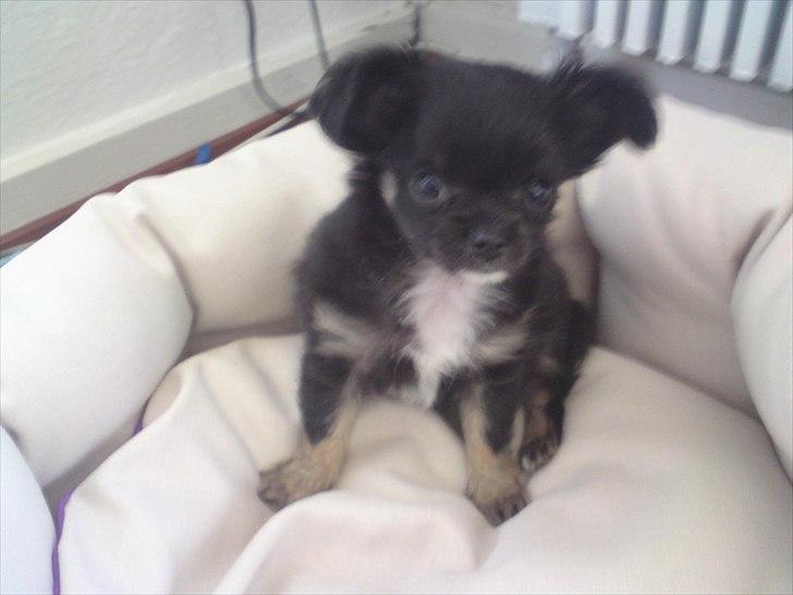 Chihuahua Lilo billede 2