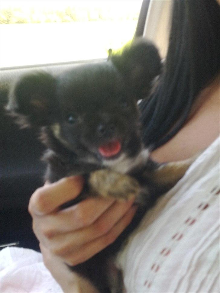 Chihuahua Lilo billede 3