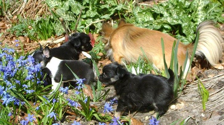 Chihuahua Lilo billede 4