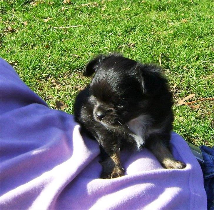 Chihuahua Lilo billede 5