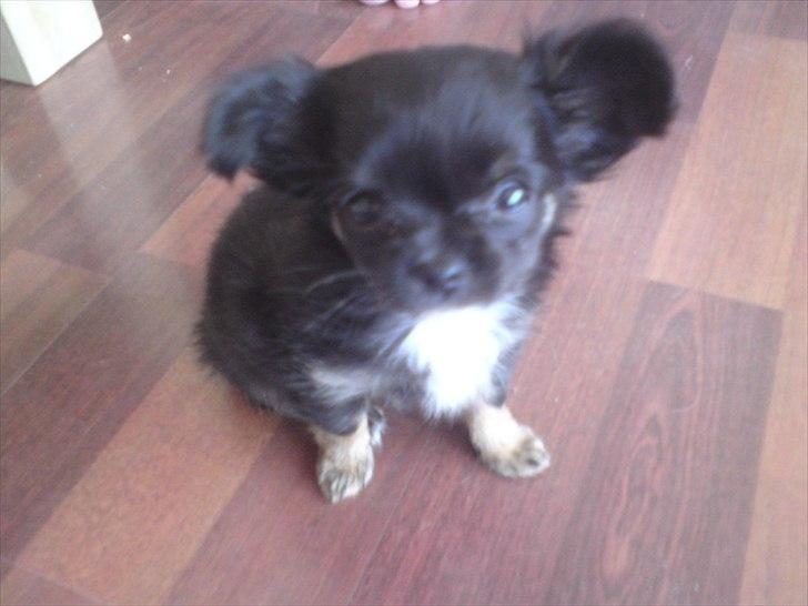 Chihuahua Lilo billede 6