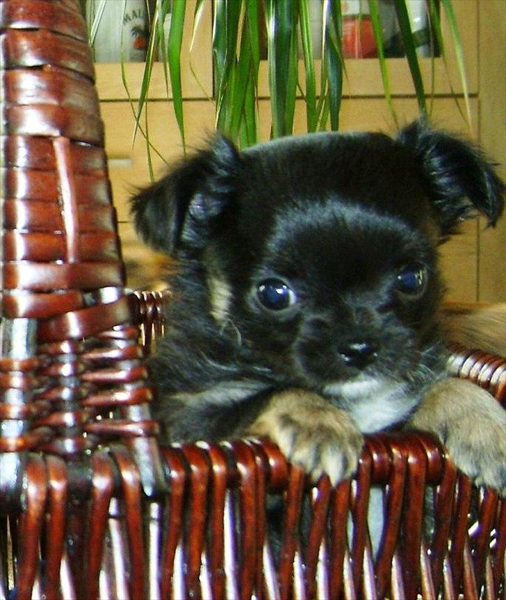 Chihuahua Lilo billede 7