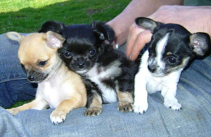 Chihuahua Lilo billede 8