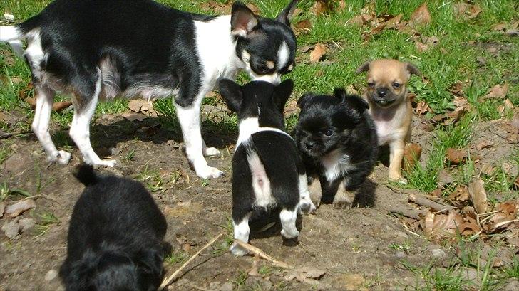 Chihuahua Lilo billede 9