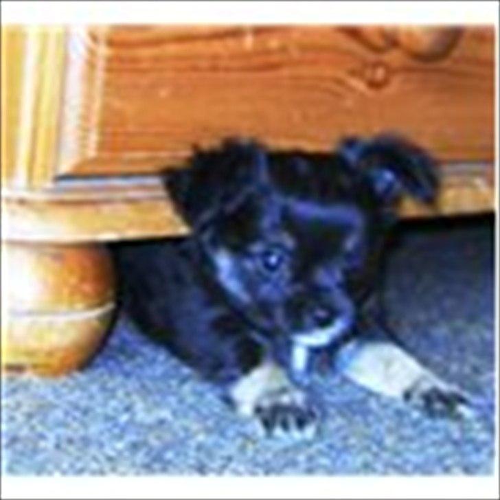 Chihuahua Lilo billede 10