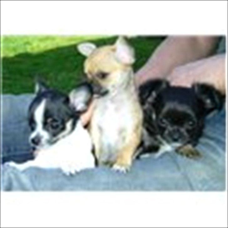 Chihuahua Lilo billede 11