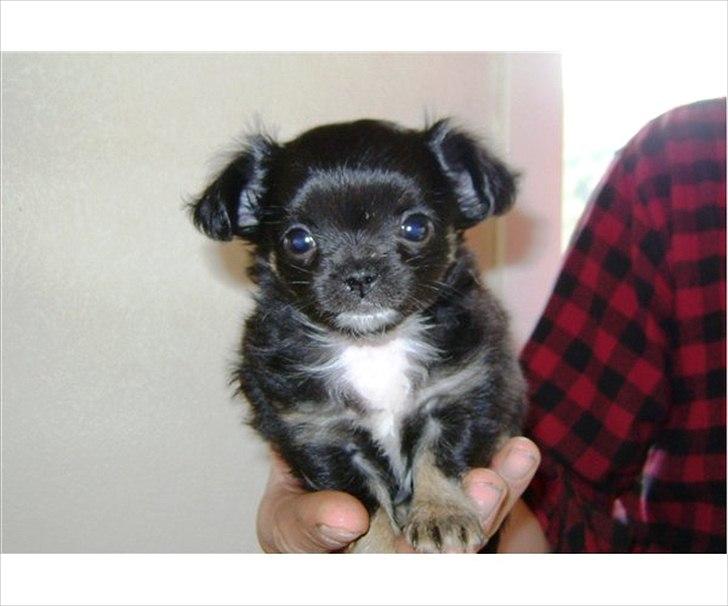 Chihuahua Lilo billede 12