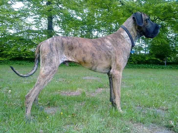 Grand danois Zeus - Stor og flot dreng billede 12