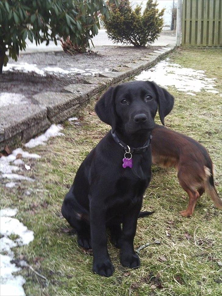 Labrador retriever Delta billede 1