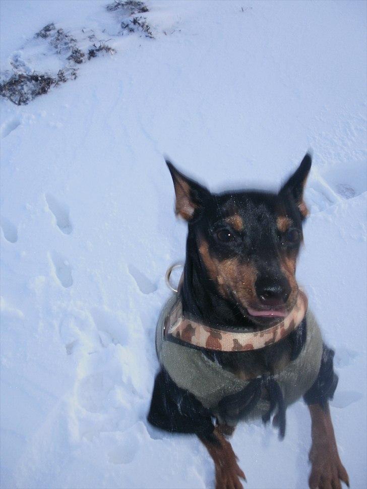 Dvaergpinscher tiny billede 5