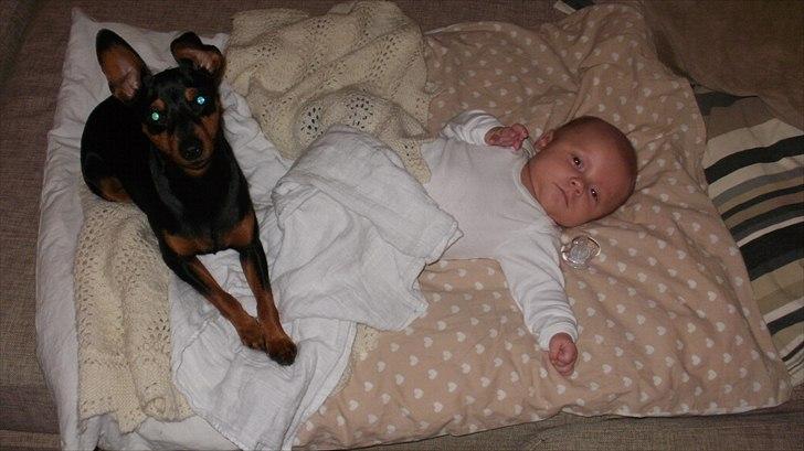 Dvaergpinscher tiny billede 6