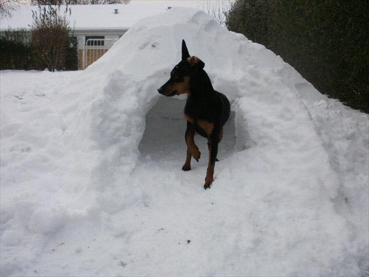 Dvaergpinscher tiny billede 7