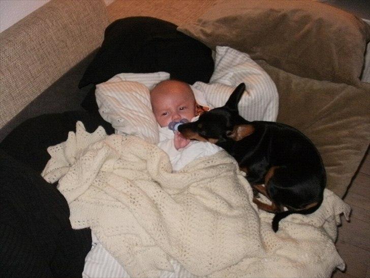 Dvaergpinscher tiny billede 8